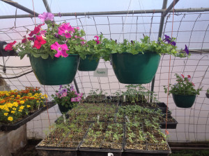 early hanging baskets